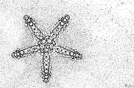 étoile Coloriages À Imprimer